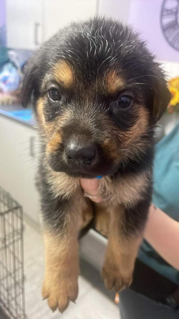 Beautiful litter of caucasian shepherd cross rottweiler 