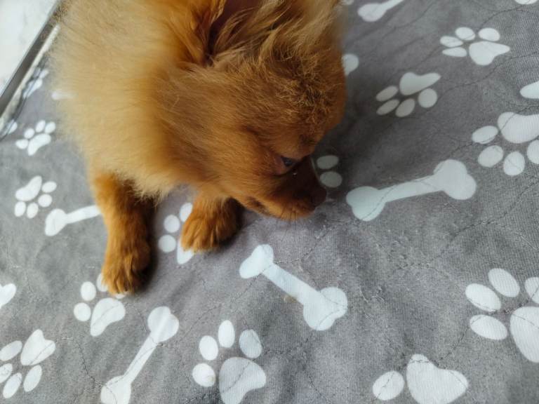 KC registered red male Pomeranian 