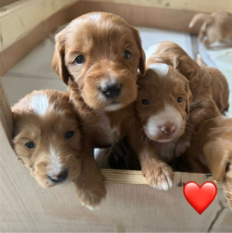Beautiful Australian Labradoodles x Cockapoo Puppies