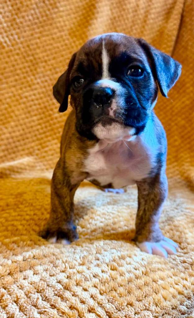 Boxer x old tyme bulldog