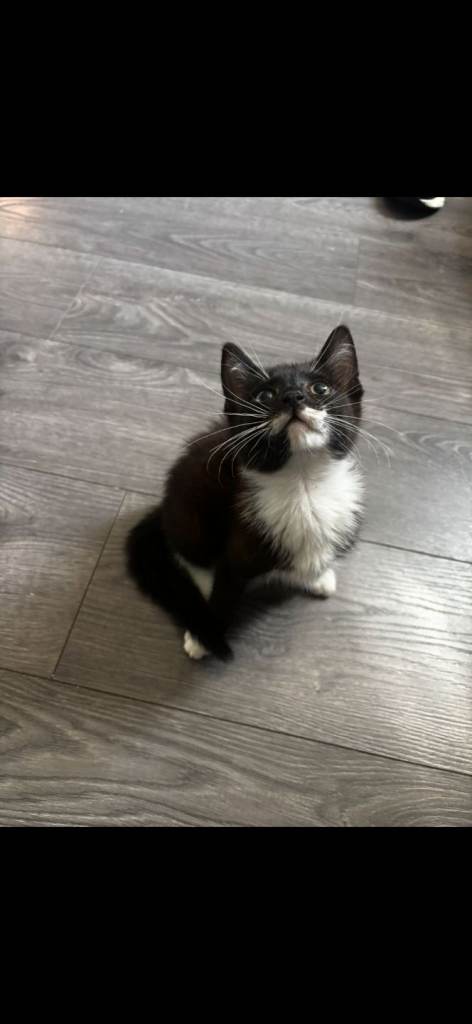 Beautiful kittens  for sale