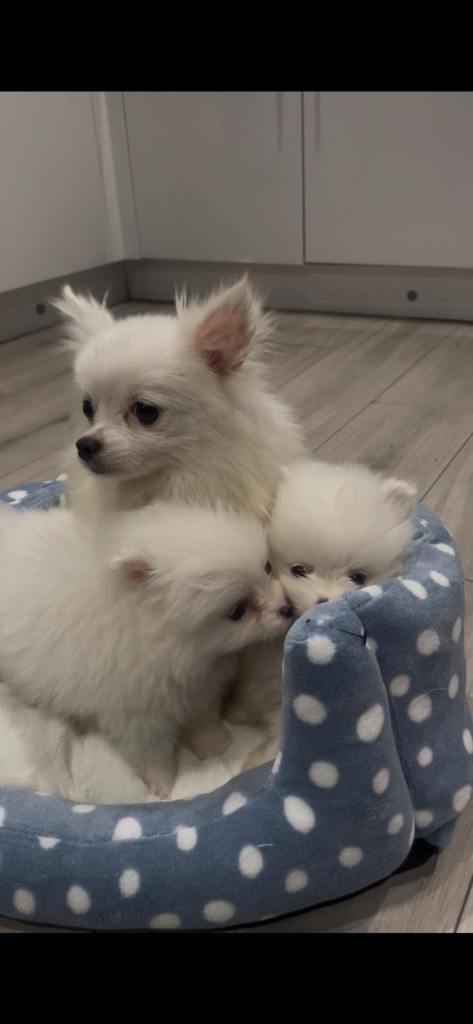Gorgeous Pomeranian puppies for sale 