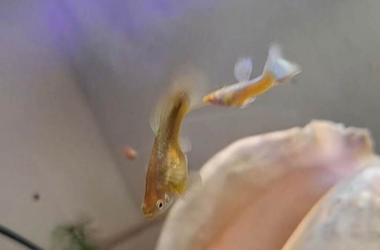 topaz mixed guppies 