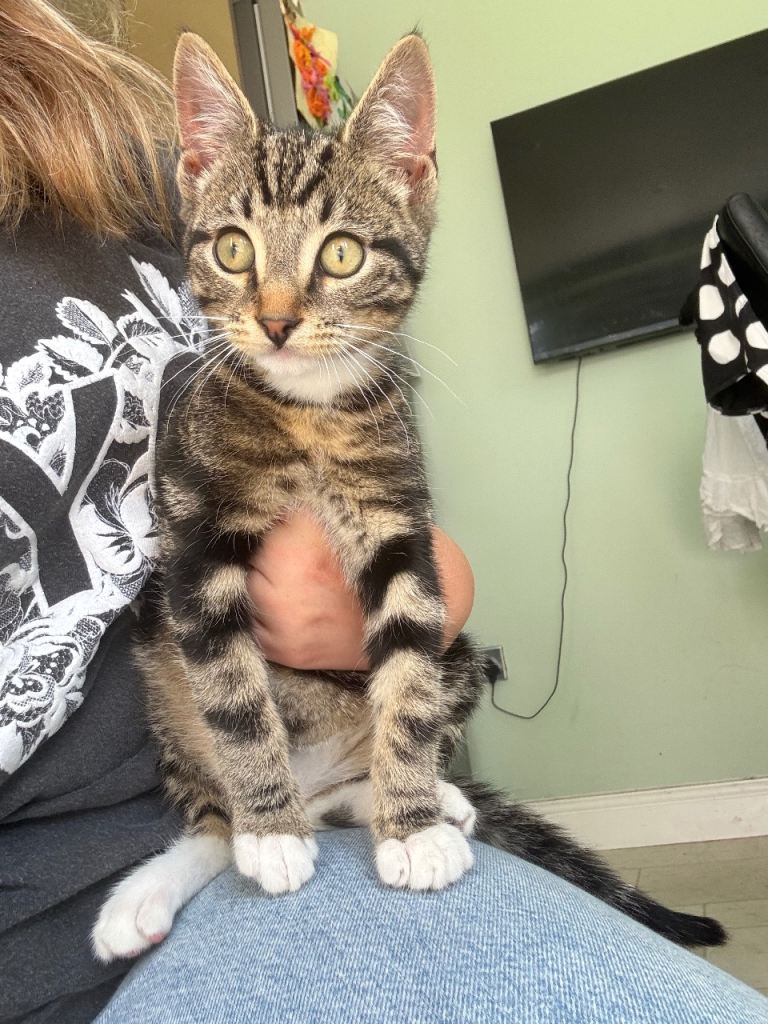 11 week old kittens 