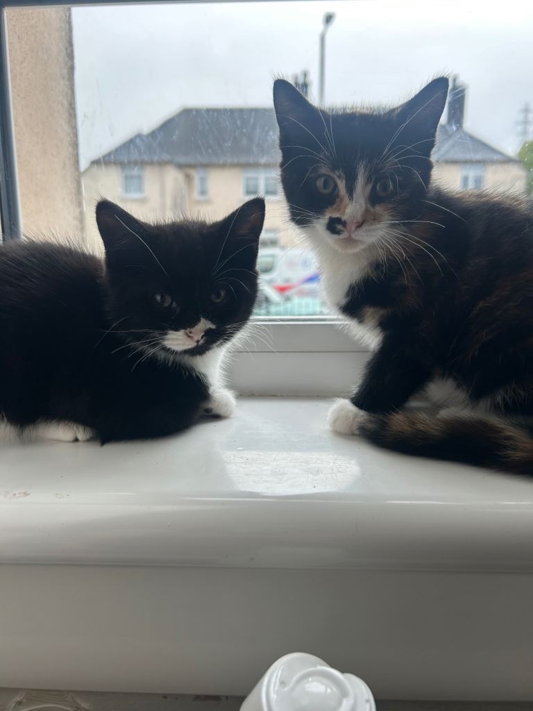 Kittens for sell 