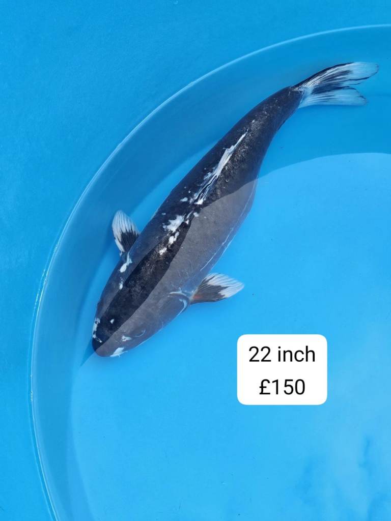 Big Koi carp fish for sale.for Garden ponds lakes,tanks