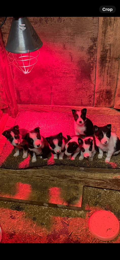 Collie pups