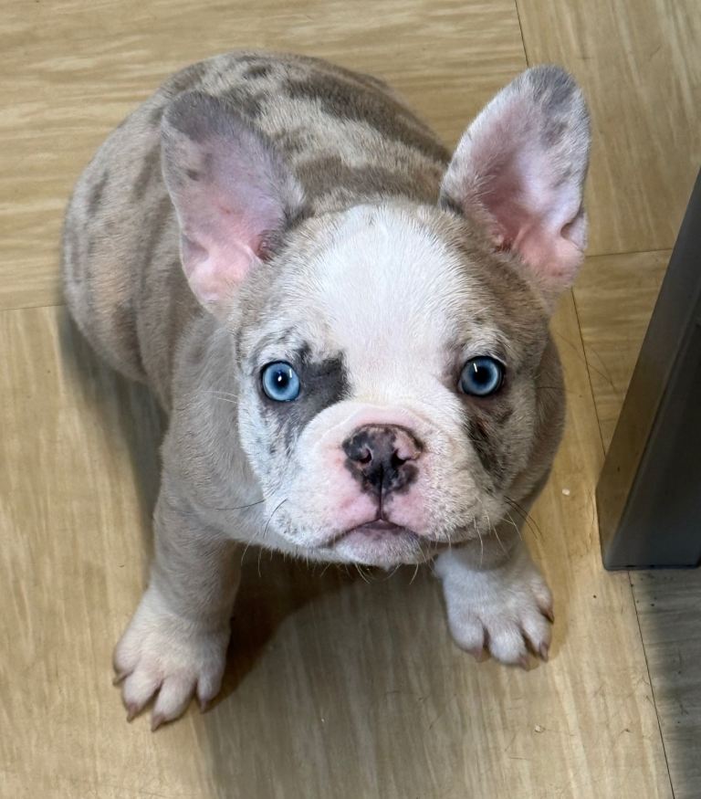 Frenchie pup French bulldog 