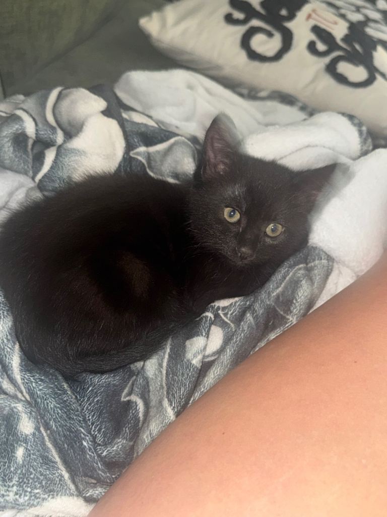 Beautiful black kitten 