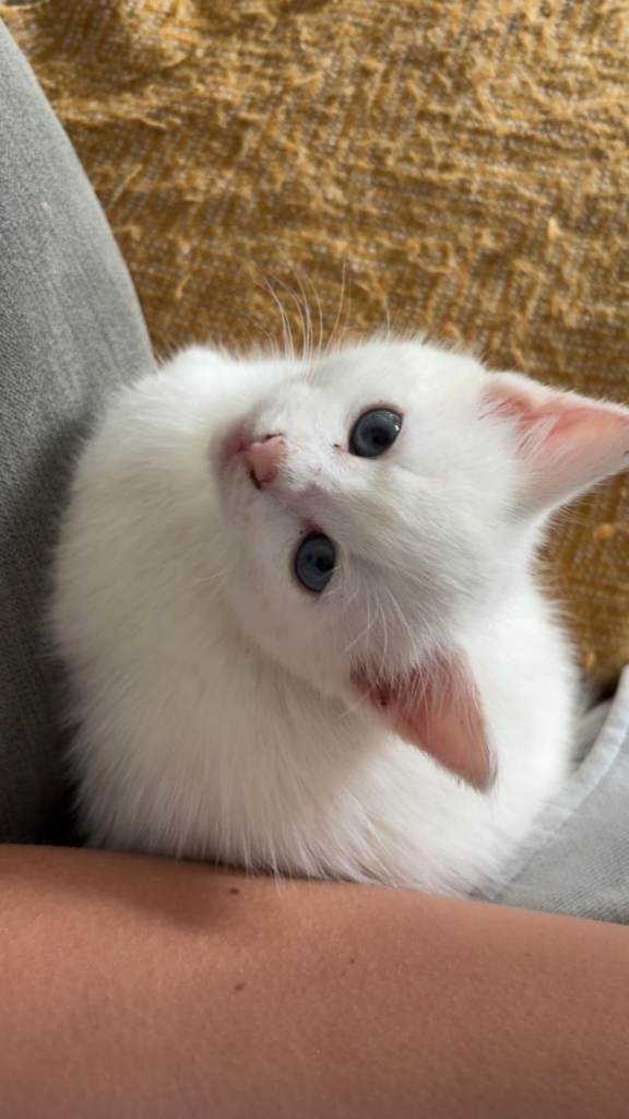 7 month kitten 