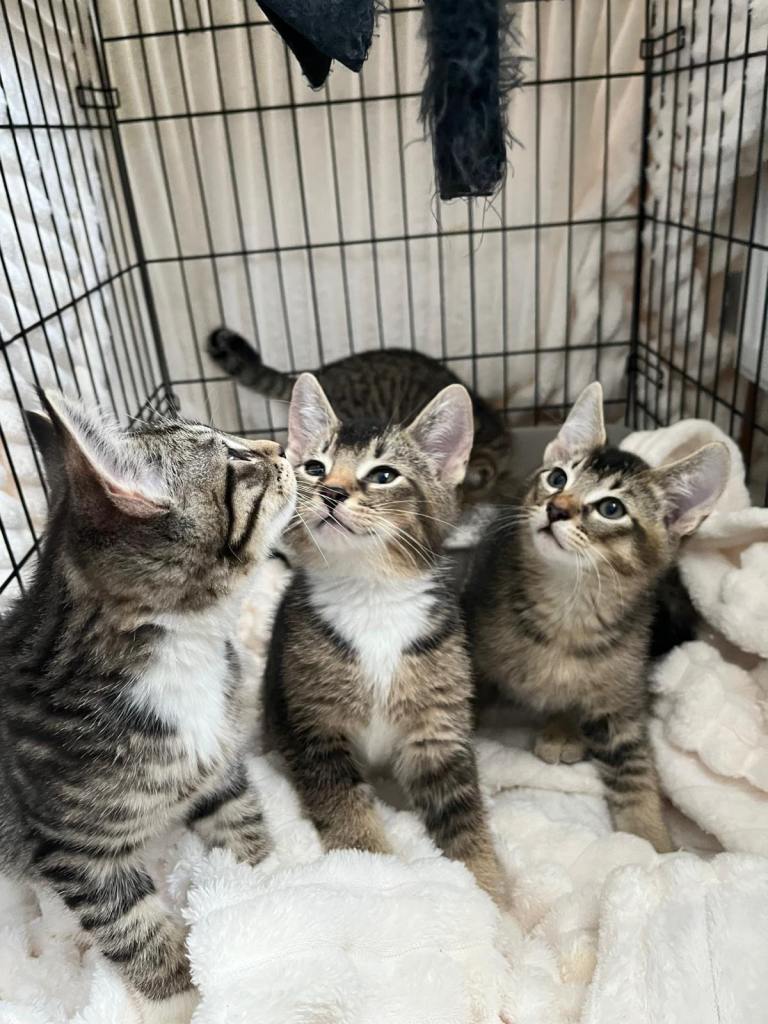 Kittens available 