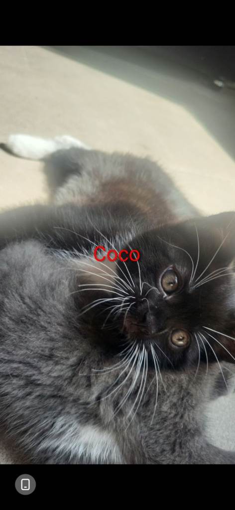 Cute kittens looking for their forever homes