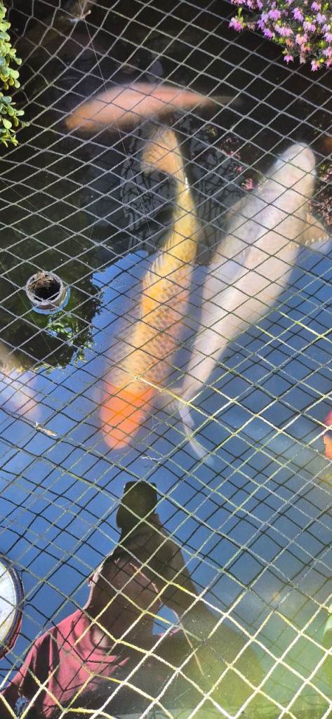 Koi Large
