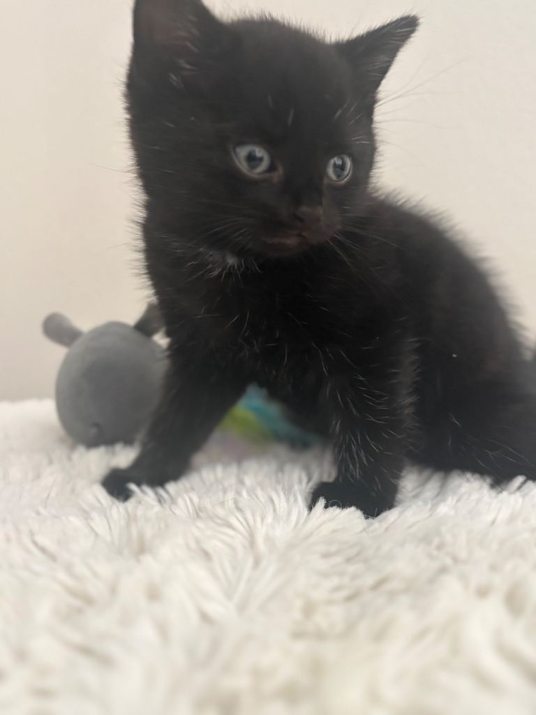 Kittens
