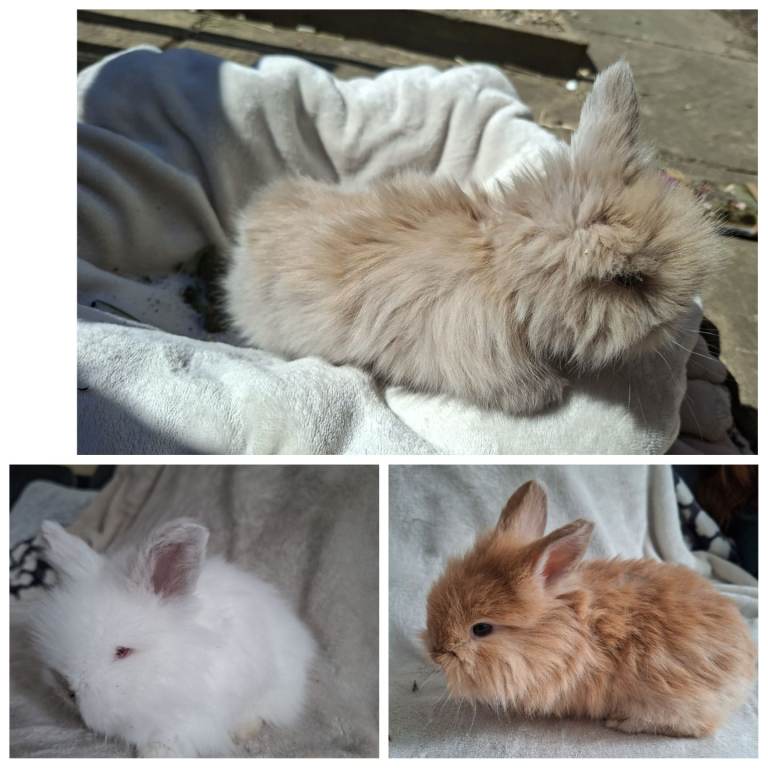 Angora x Double Mained Lionhead Rabbits 