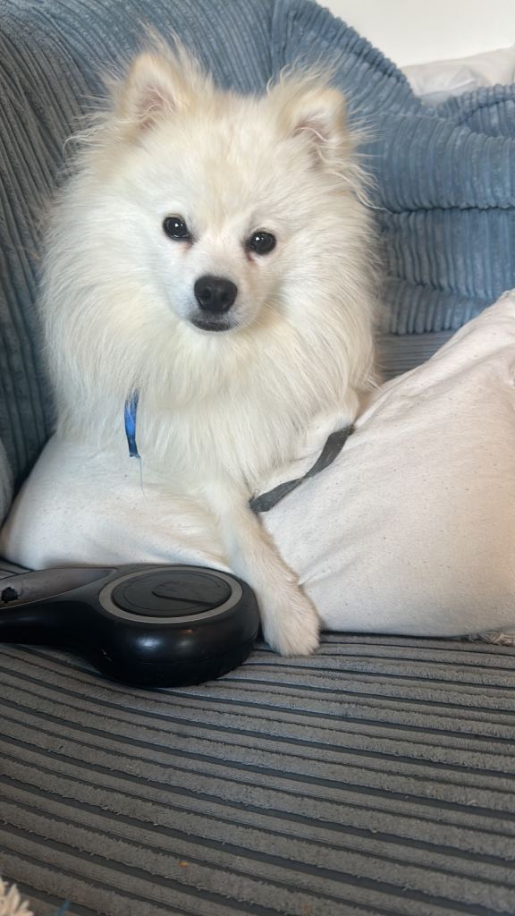 🐾 Beautiful 11-Month-Old Male Pomeranian Looking for His Forever Home 🐾