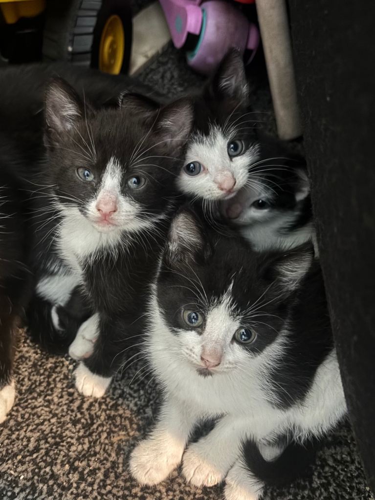 Kittens 🐱 