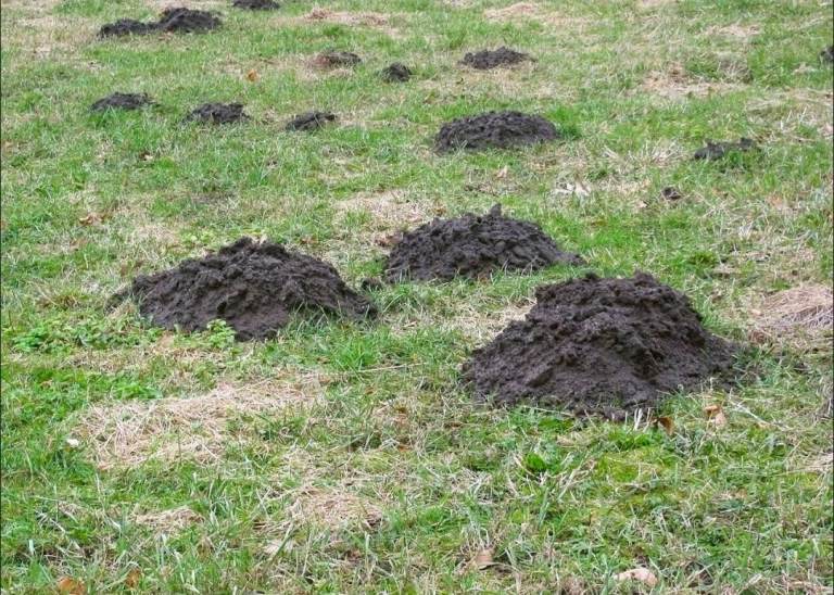 Mole control 