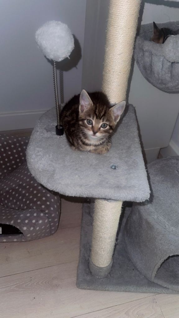 Kittens for Sale in Camberwell 