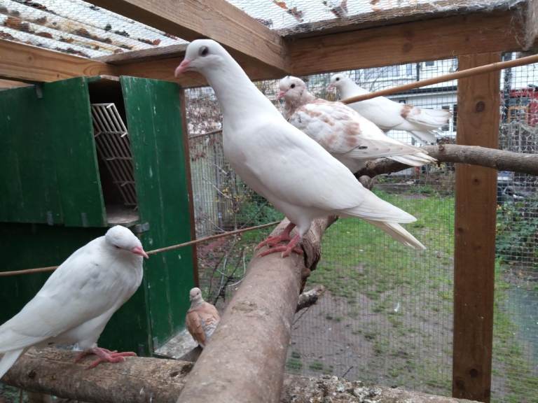 Young pigeons for sale 