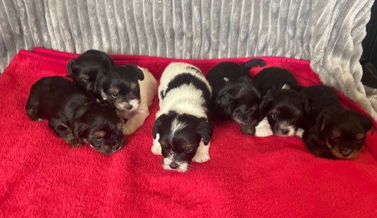 Biewer Yorkie puppies