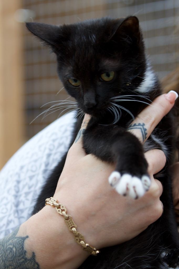 Kitten in need of rehoming 