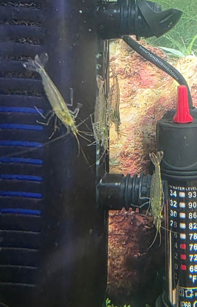 Aquarium....