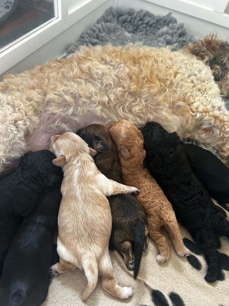 Cavachon Puppies need forever homes 