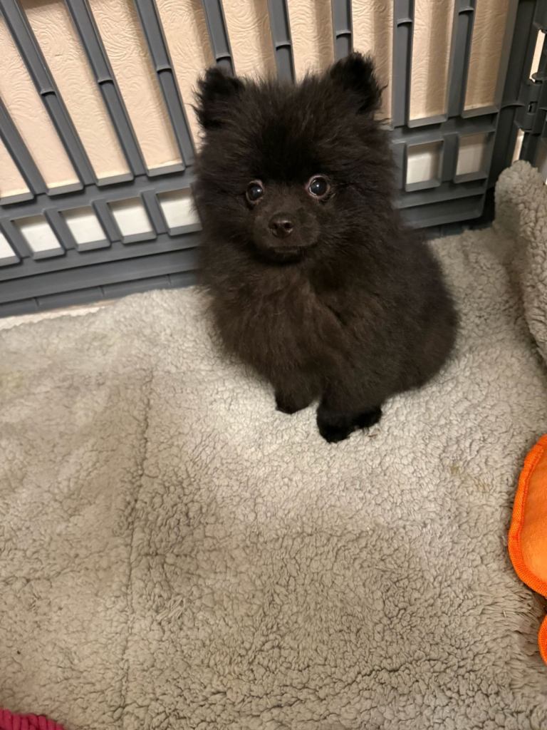 Pomeranian puppies Ready to Leave