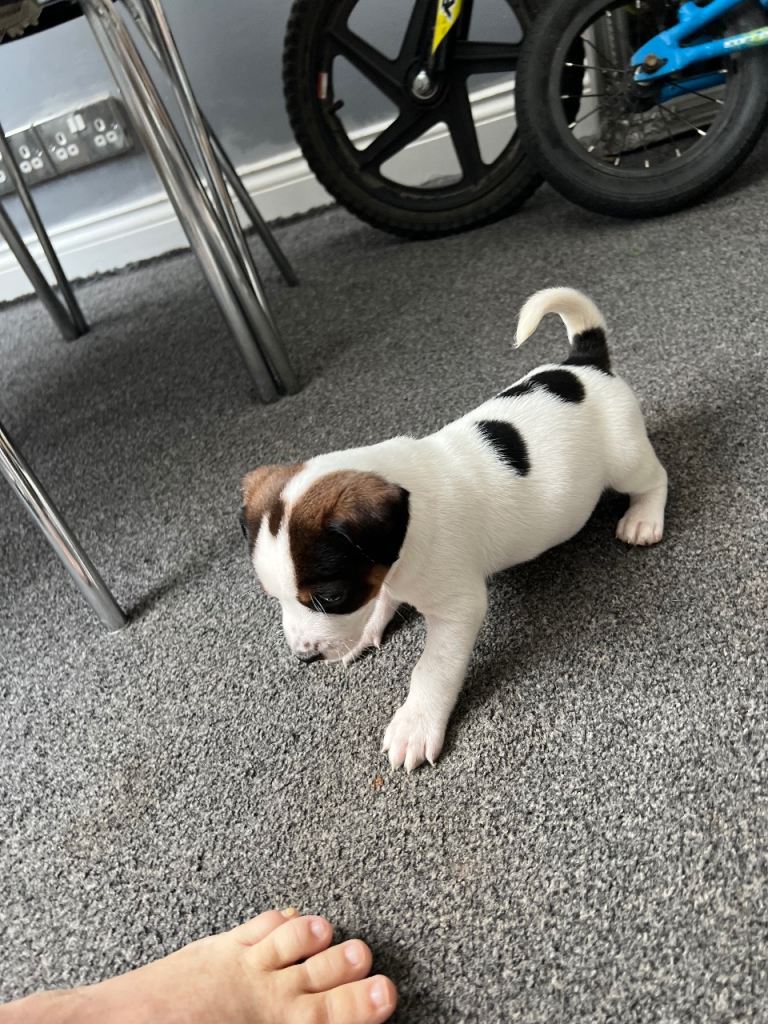 Jack Russel puppies 