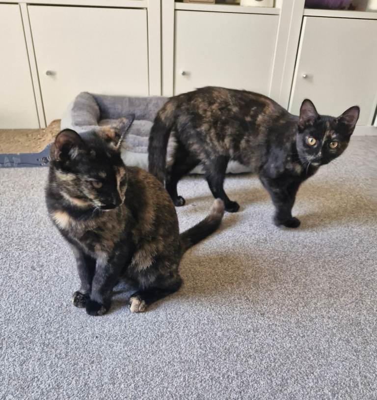Female kittens