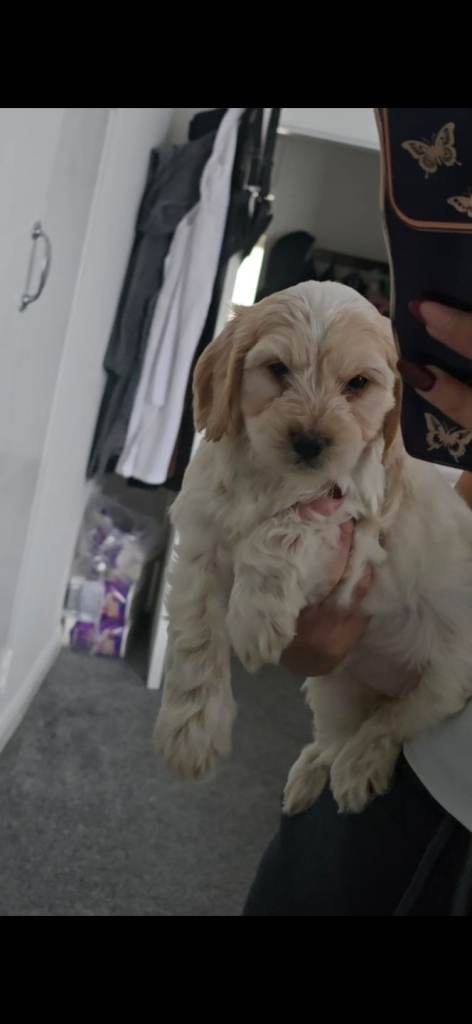 Beautiful Cockapoo Girl – Lunna for sale