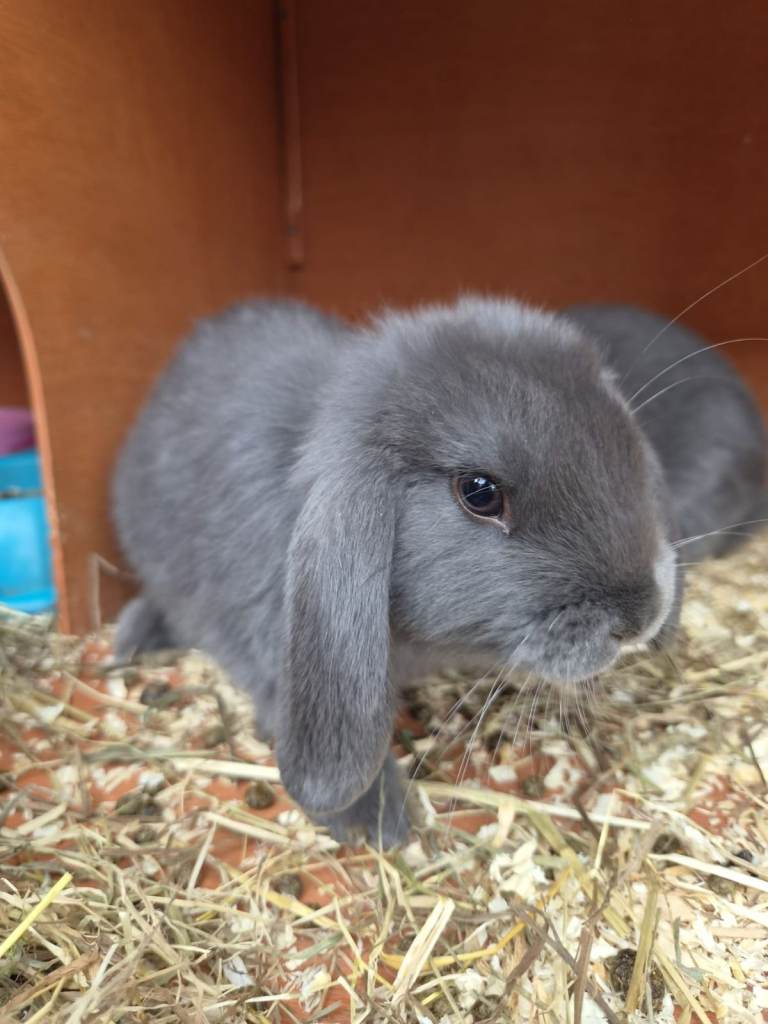 Stunning Pure Bred Mini Lop Rabbits