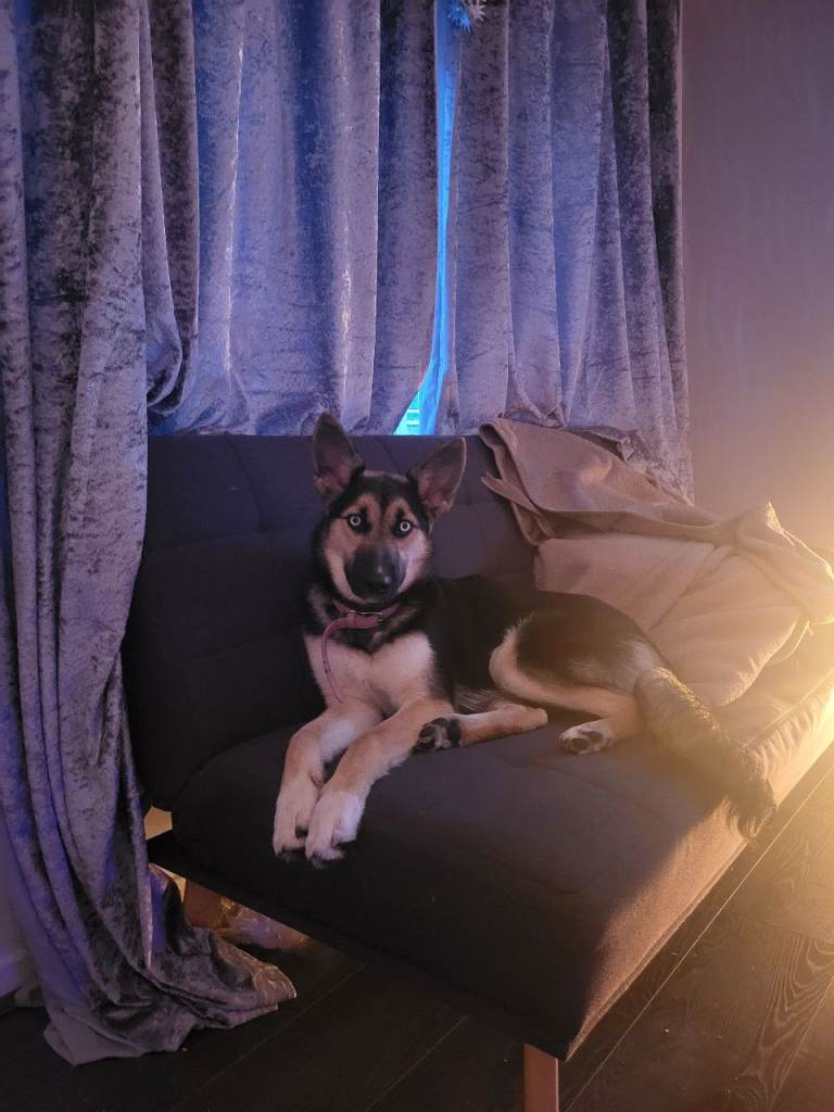 German Shepard x Husky for sale 