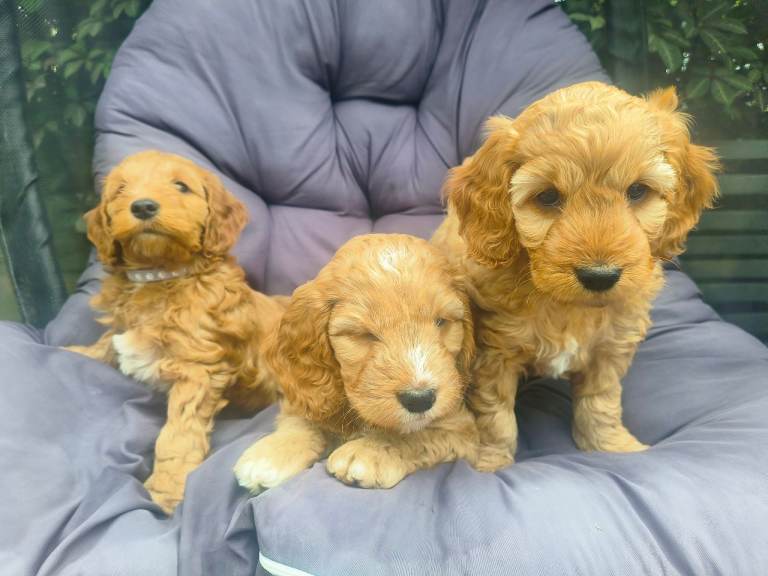 Cockerpoos 