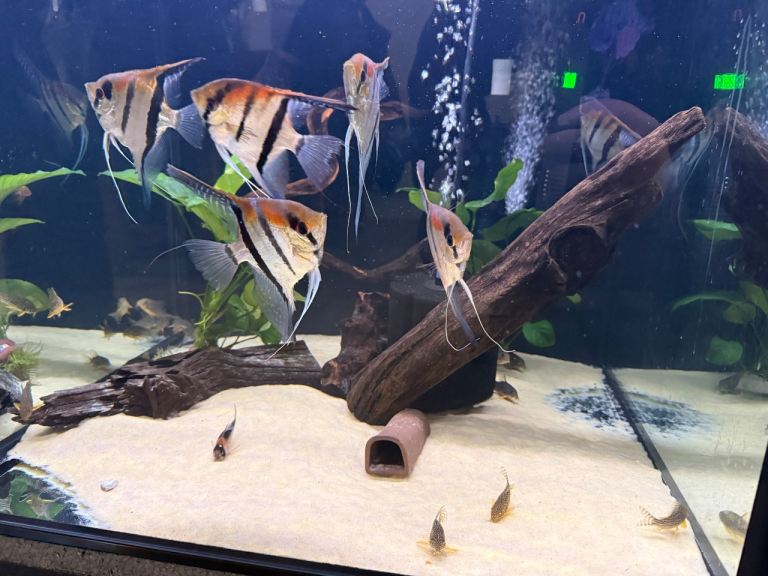 Sterbai corys and manacaperu angelsfish