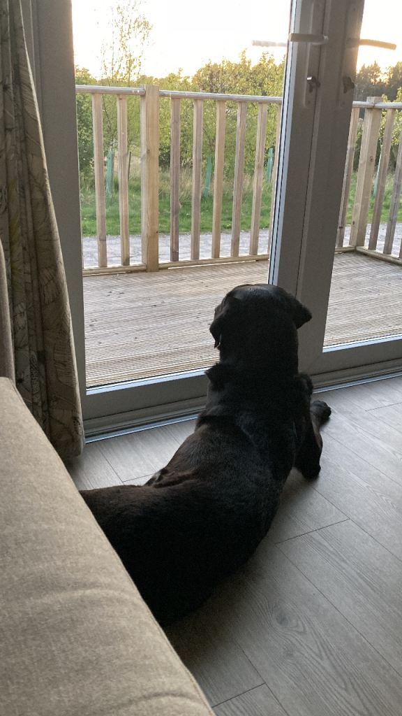 Home rent / dog care 