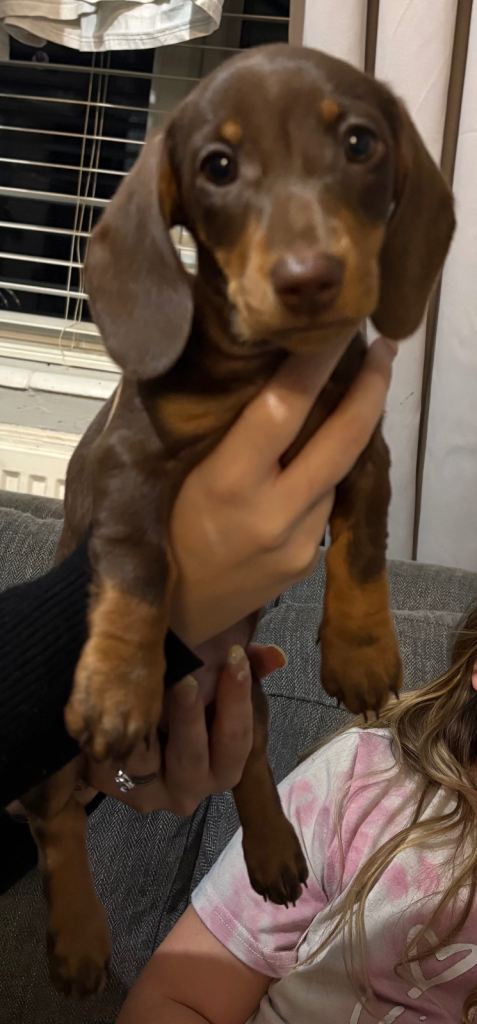 Mini dachshund 