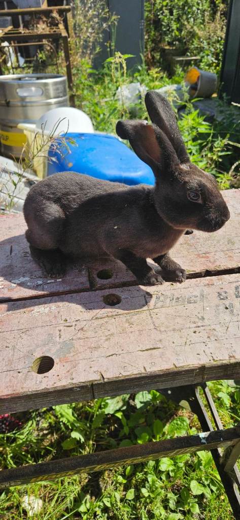 Standard  rex an mini rex 
