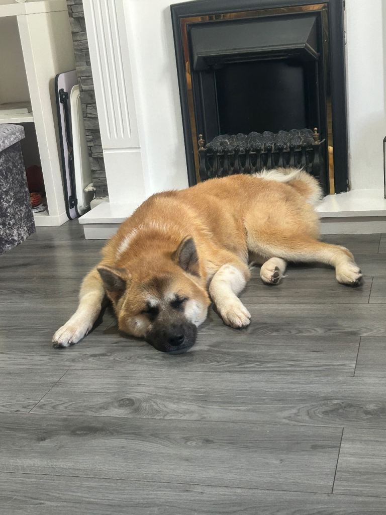 14 month old Akita 