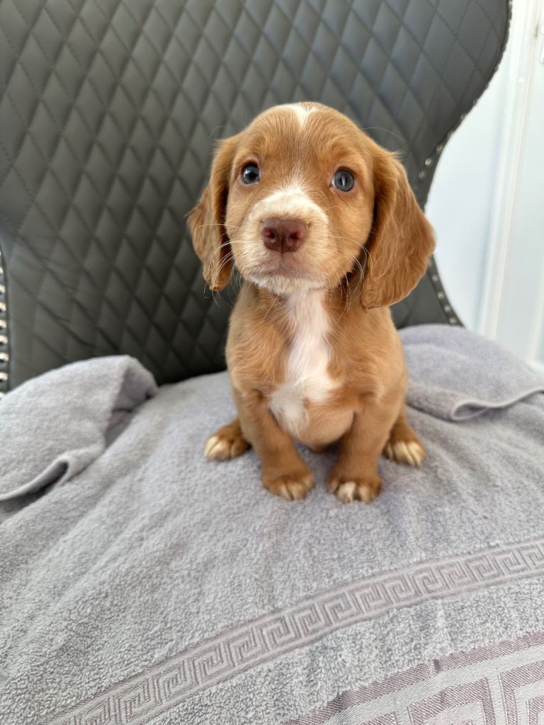 Cocker spaniel puppies 