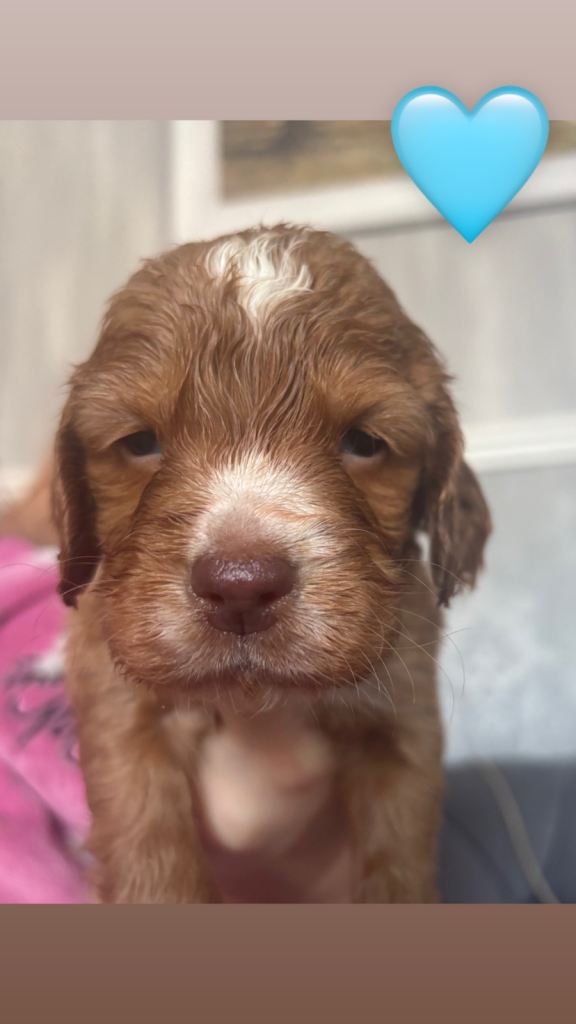 Show cocker/cocker spaniels