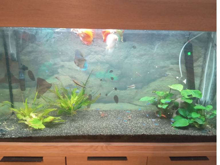 Discus aquarium 