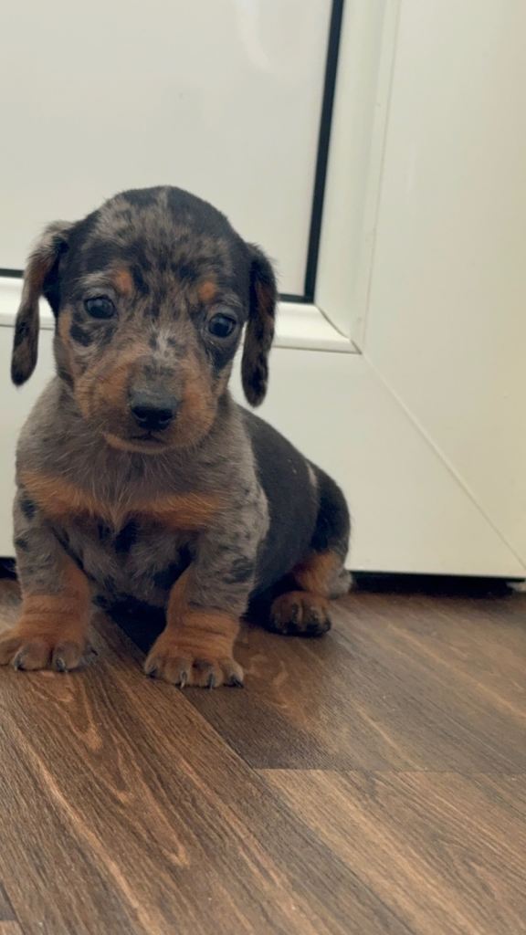 Dachshund 