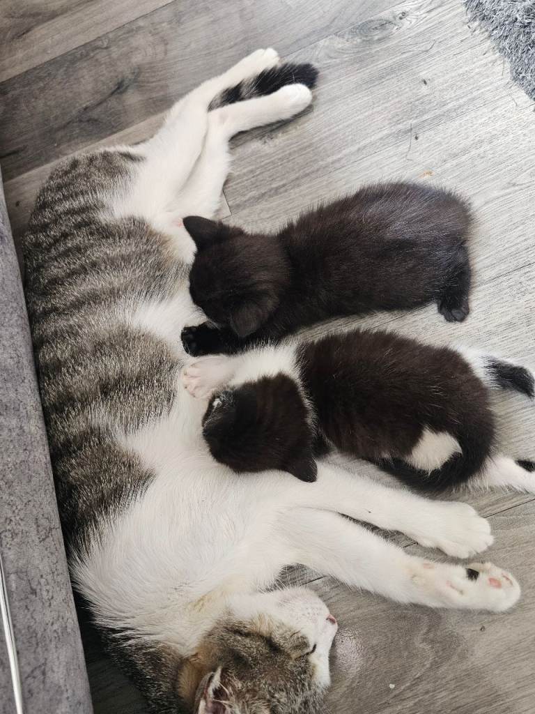 Super cute playful kittens 