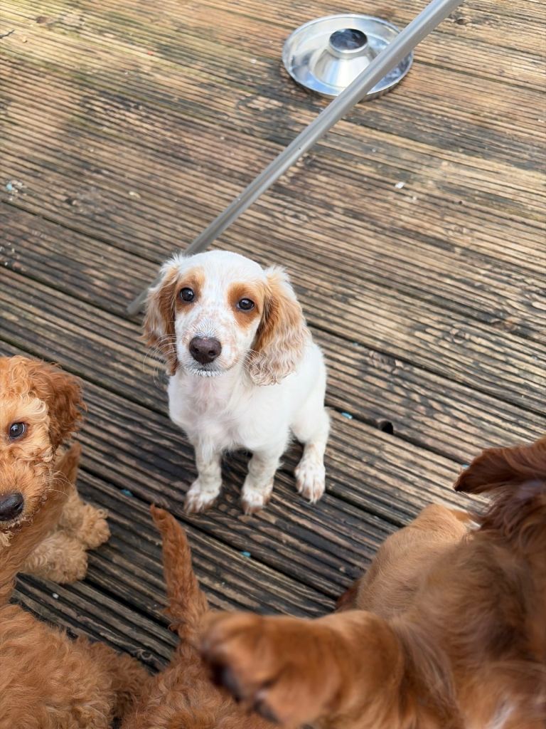 1 multigen cockapoo 1 girl ready for new homes