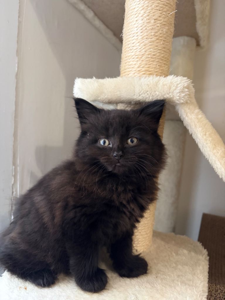 Ragdoll mix with Snowshoe kitten 