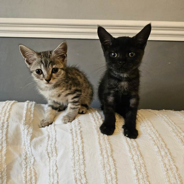 Maincoon cross kittens for sale 