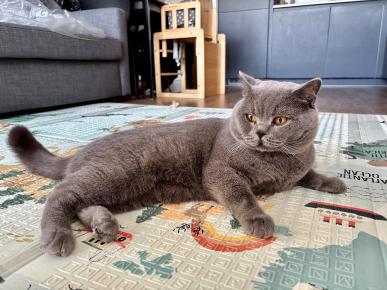 British shorthair, very friendly male, 2 years old