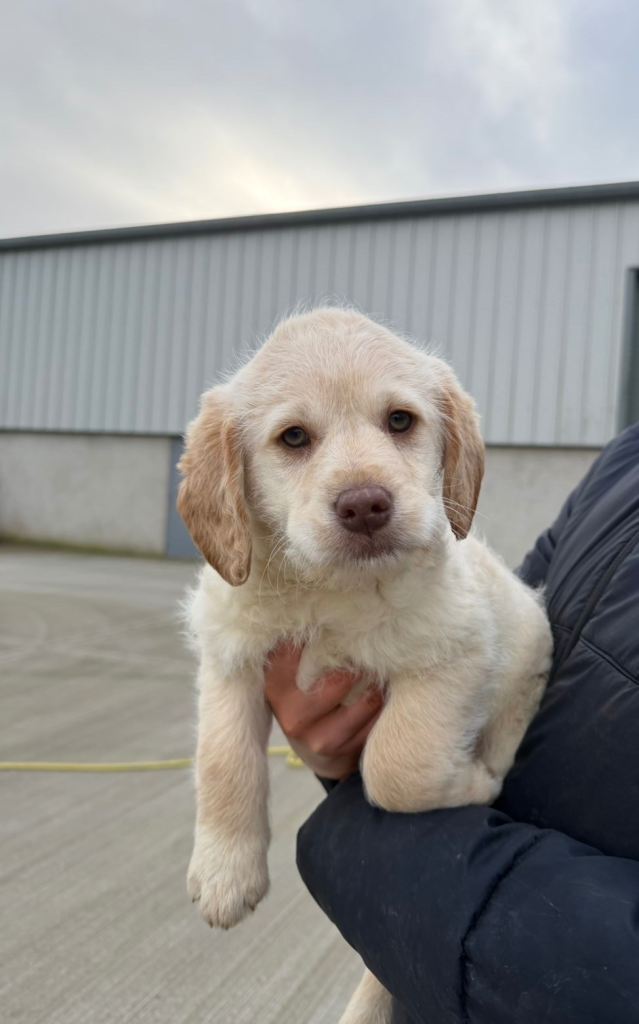 Golden Labrador pups - last 3 left!!